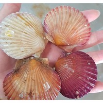 최고의맛! 오계절수산 고성 홍가리비, 1개, 5kg(125미리내외)