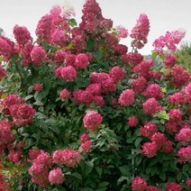 [모든원예조경] 유럽목수국 묘목 (윔스레드) 포트묘 관상수 수국모종 꽃나무