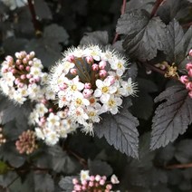목하원예조경 신품종 유럽 국수나무 묘목 자엽국수 (올블랙) 화분묘, 1개