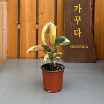 가꾸다 쉬즈베리아나 고무나무