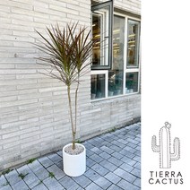 실내에서 키우기 쉬운 인테리어 화분 드라세나 레인보우 마지나타 - 서울지역 무료배송!!!, 경기 2지역, 1개