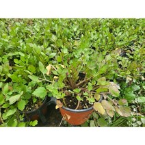 돌미나리모종 20포트, 20개