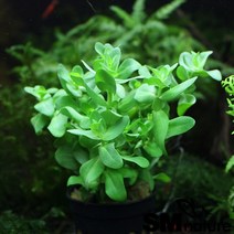 바코바sp [10촉묶음 토분제외], 단품