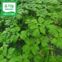 충북 청주 국내산 친환경 유기농 신선초 녹즙 샐러드용 1kg 2kg 3kg 주스용 쥬스용, 유기농 신선초 2kg
