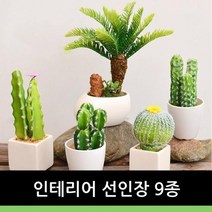 인테리어 선인장9종, 3번