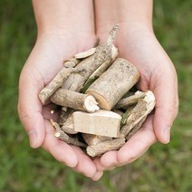 신토불이 국산 약초 황칠나무(잎+가지) 200g, 12Z9_황칠나무(잎+가지)200g, 12Z9_황칠나무(잎+가지)200g