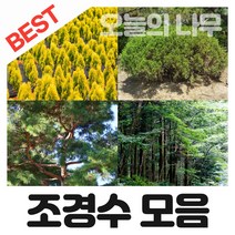 합리적 가격의 우수한 조경수나무묘목 종합(왕벚 소나무 영산홍 남천나무등), 03.사계땅장미 포트