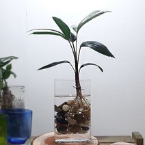 관음죽 수경재배 홈가드닝 네모 유리화병포함