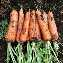 [KT알파쇼핑](팜) 제주 안중원님의 구좌당근 5kg 쥬스용