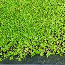 수초 미니 노치도메 5x5cm