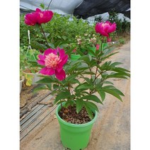 작약 2주/랜덤(화분 포함), 1개