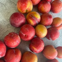 [산지직송] 제철과일 새콤달콤 추희자두 1.3kg (5-9과) / 2.5kg (8-14과), 01 자두 1.3kg (10-20과), 1개