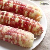 탱글탱글 홍찰 냉동 삶은 찰옥수수 20개 10~12cm 내외, 홍찰옥수수(10~12cm내외) 20개
