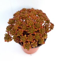 소인제 다육이 붉은색으로 물든 에오니움속 다육식물1-40, 단품, 상세페이지 참조