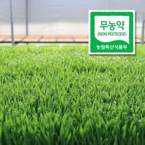 대관령청정농원 무농약 밀싹 밀순 보리순 보리싹, 01.밀싹(600g), 1개