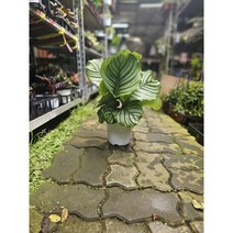 무배특가 칼라데아 오르비폴리아 중품 25-45cm 99, 1개