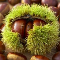밤나무 밤나무묘목, 포르단왕밤2년생