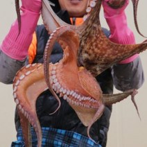 농가살리기 통영 돌문어 활 자연산 산지직송 1kg 1.5kg 2kg, 통영 활 돌문어 1kg