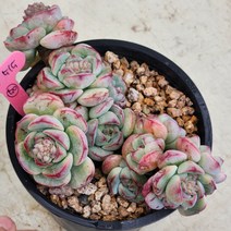 다육식물(바닐라비스) 55 (50), 1개