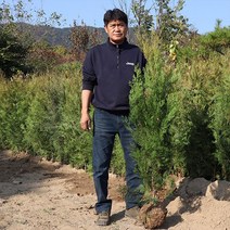 울타리 측백나무 묘목 1m20 1m50 울타리나무