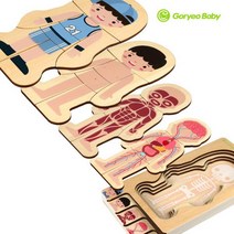 남성 여성 신체 다층 퍼즐 외형 근육 뼈 신체구조 인식 인지 활동 원목 교구, 남자