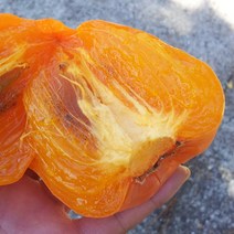 광양 햇 대봉감 찰대봉 (10/31부터 순차출고예정), 특10kg(30과내외)