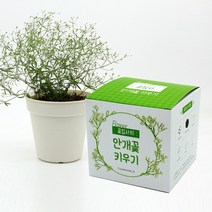 꽃집사 안개꽃 키우기, 단품