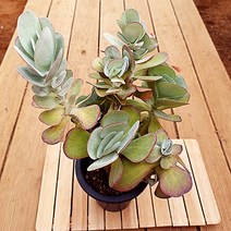 당인 목대 대품 나비같은 빨간 잎장이 예쁜 다육식물1-300, 단품