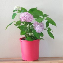 수국 9종 대품 목수국 엔들레스썸머 오리지널 더브라이드 블룸스타 트위스트앤샤우트 7치 화분, 6. 더브라이드(7치화분)