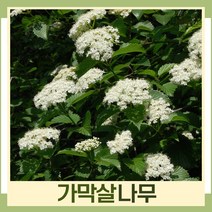 가막살나무 묘목 키80cm~1m 3개