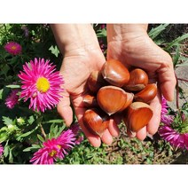 23년 햇밤 공주 정안 알밤 국내산 생밤 100%, [칼집 X] 공주 햇밤 대2Kg, 1개