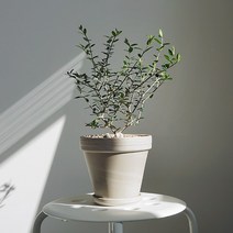 올리브 나무, 올리브 나무 (기본 플라스틱 포트)