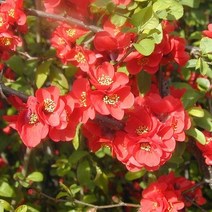 [해찬농원]명자나무 묘목 흑광 뿌리묘 정원수 포트묘 최소구매수량5주