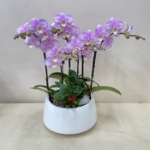 루아데코 서양난 전보화분리본문구 축하화분업체 전보선물문구 지점이동인사, 4.그린