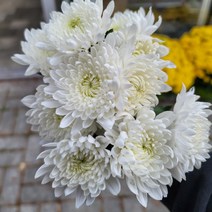 국화 조화 생화 납골당 농장직송