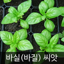 스위트 바실 씨앗 바질씨앗 꽃 꽃씨앗 종자 300알