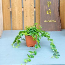 가꾸다 애기모람 넝쿨식물 잎이 풍성합니다!