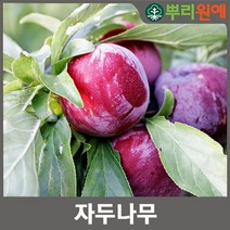 자두 나무 - 왕피자두 2주 hsc