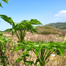 [한국인의 밥상 방영] 국산 두릅 참두릅 엄나무순 개두릅 가죽나물 500g 1kg 1.5kg 2kg 제철 산나물 봄나물, 2-1. 개두릅 엄나무순 500g, 1개