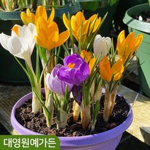 크로커스 구근 8종 (5구) 알뿌리 추식구근, 06. 로망스 5구