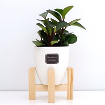 아침향기 실내공기정화식물 세라믹 원형화분 화이트, 1개, (세라믹화분) 홍페페