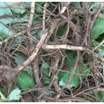 머위종근 3k #머위종근#머위건재 #머위효과#머위대 #머위종근재배 #머위효과