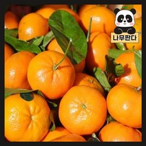 (나무판다) 귤나무 묘목 시리즈 - 레드향 천혜향 한라봉 레몬 유주 금귤, 1. 귤나무 7치화분, 1개