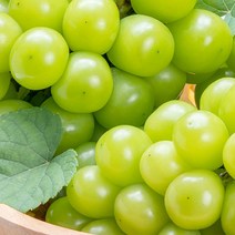 크기 소과 지역 랜덤 김천샤인머스켓 3kg 보관 묘목, 1, 본상품선택