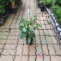 50~70cm 219 마다가스카르쟈스민 대품, 1개