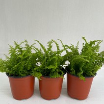 보스턴고사리 3개묶음 실내공기정화식물 반려식물 플랜테리어 온누리꽃농원