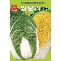 휘모리 배추 씨앗 2000립 김장 전용 배추김치 종자 식미 우수 중록 얇은 상품성 좋음 텃밭 채소 농사