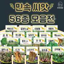민속채소 씨앗 약초종자 도라지 더덕 냉이 잔대 고들빼기 땅두릅 산마늘 곤드레 취나물 씨앗, 48. 오미자 100립