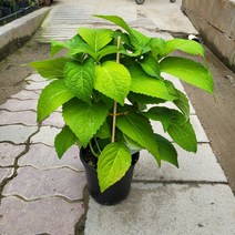 봄바람가든 수입수국 엔들레스썸머 트위스트앤샤우트 화려한수국 꼼꼼한포장 원예수국 노지월동수국 정원수국