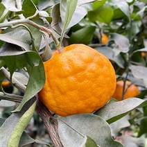 제주 설국향 신비향 수라향 3kg 고당도 국산 프리미엄 산지직송 제주산 맛있는 귤 전참시 이영자, 고당도 설국향 정품 10kg 내외 (45~60과)